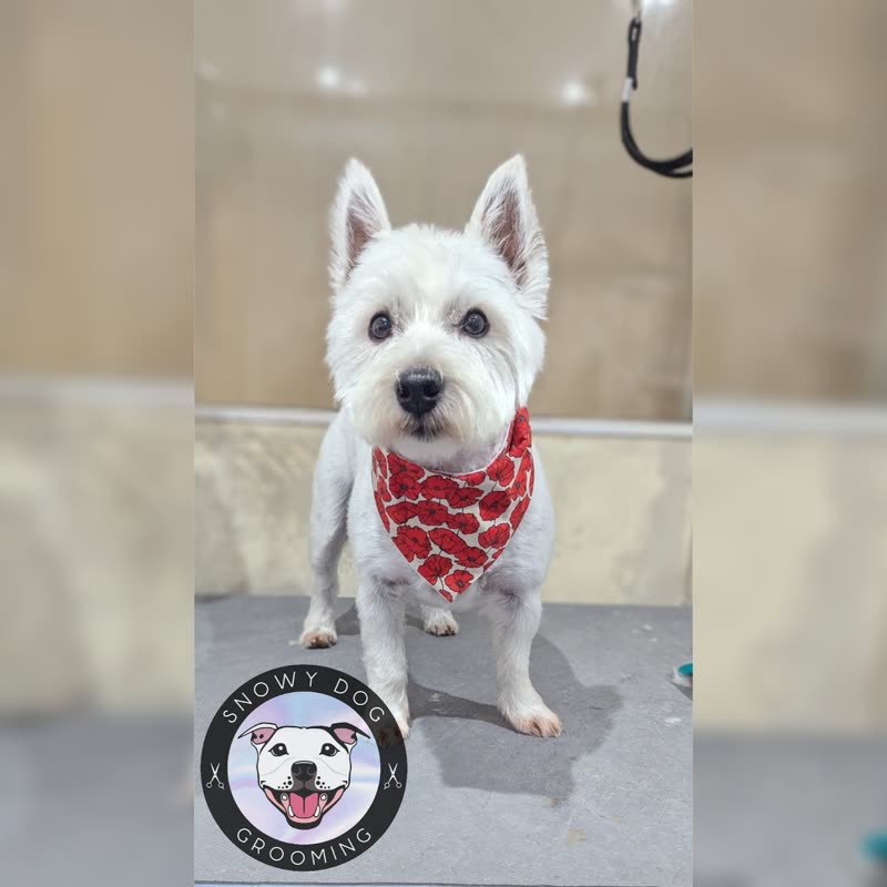 Tight 3:2 crop across the terrier's head and red bandana after its groom; burned-in words cropped out