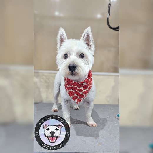 Close crop on the dog's clean, brushed-out ears and topknot; burned-in words cropped out